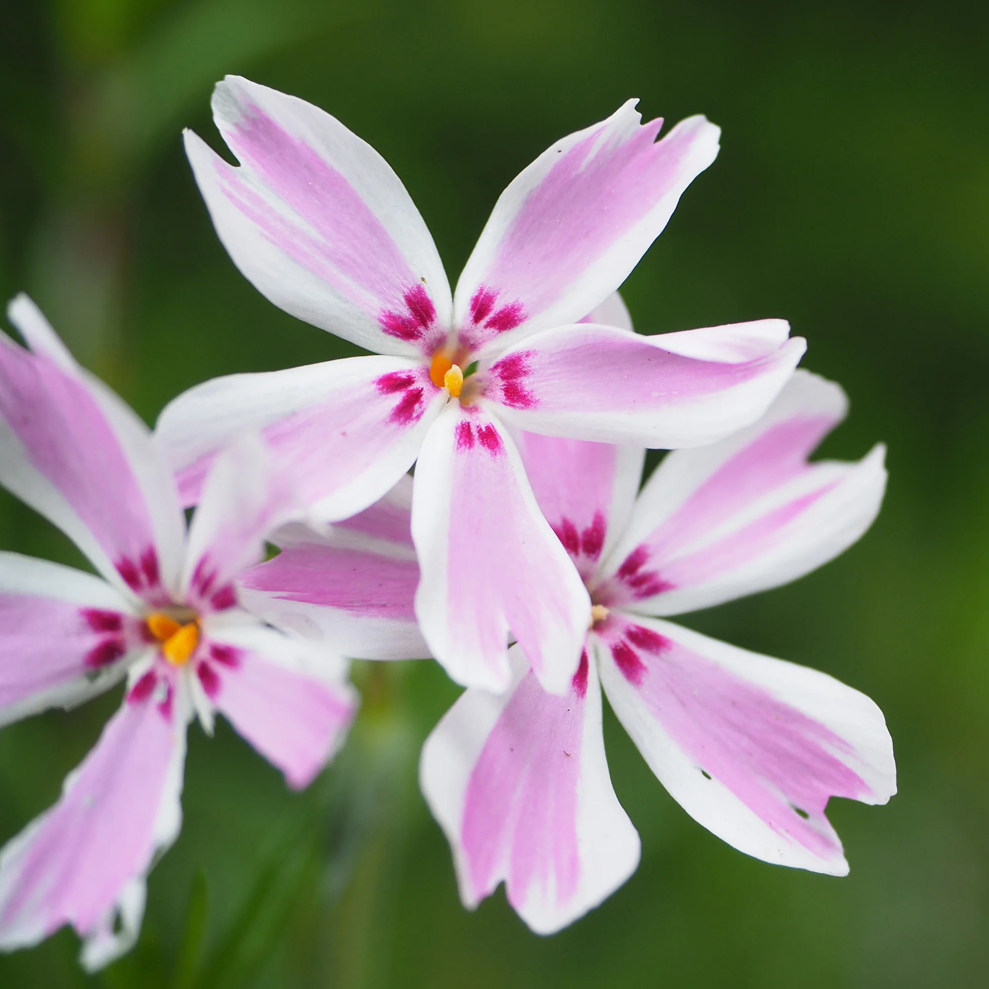 Phlox mousse Candy Stripes