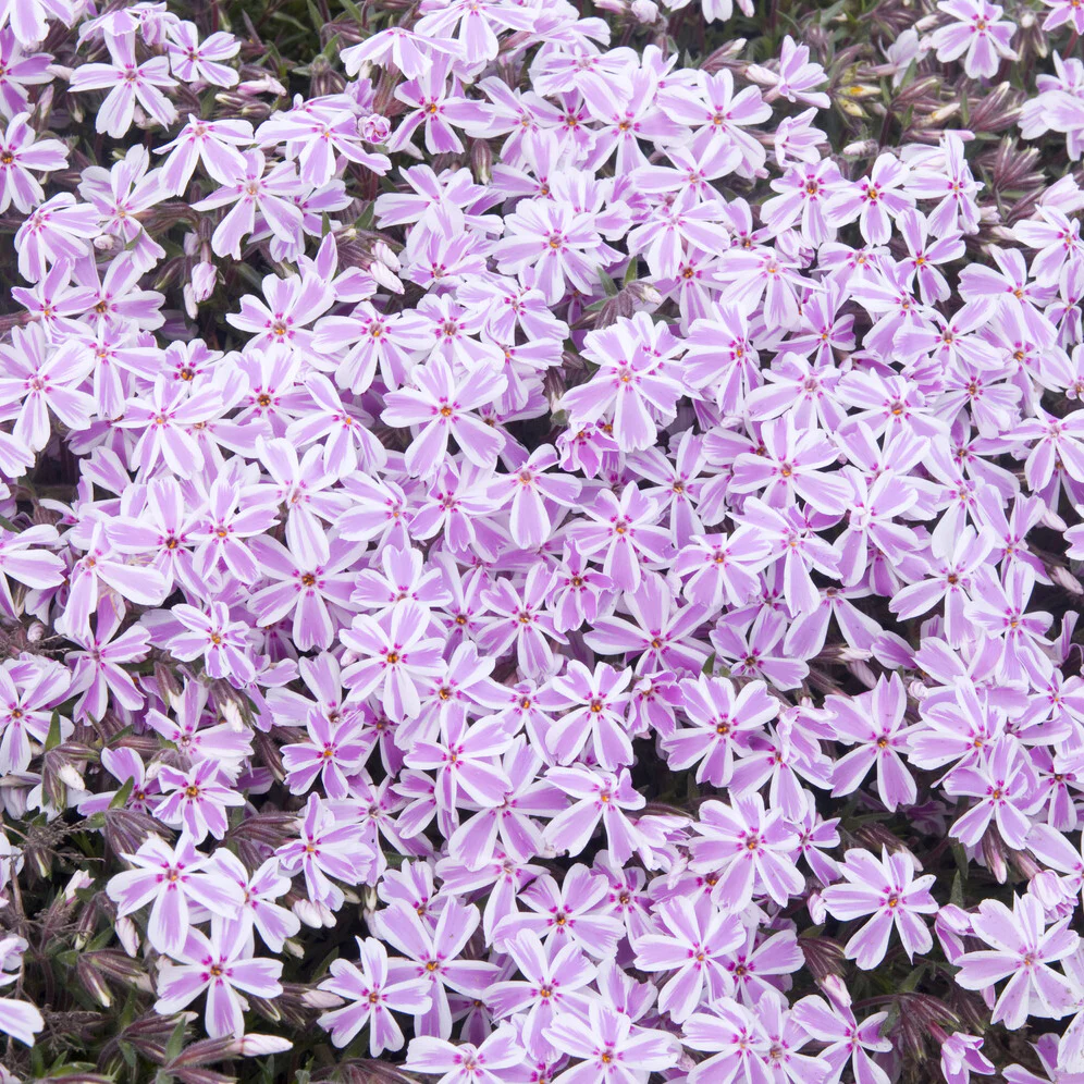 Phlox mousse Candy Stripes - Image 2