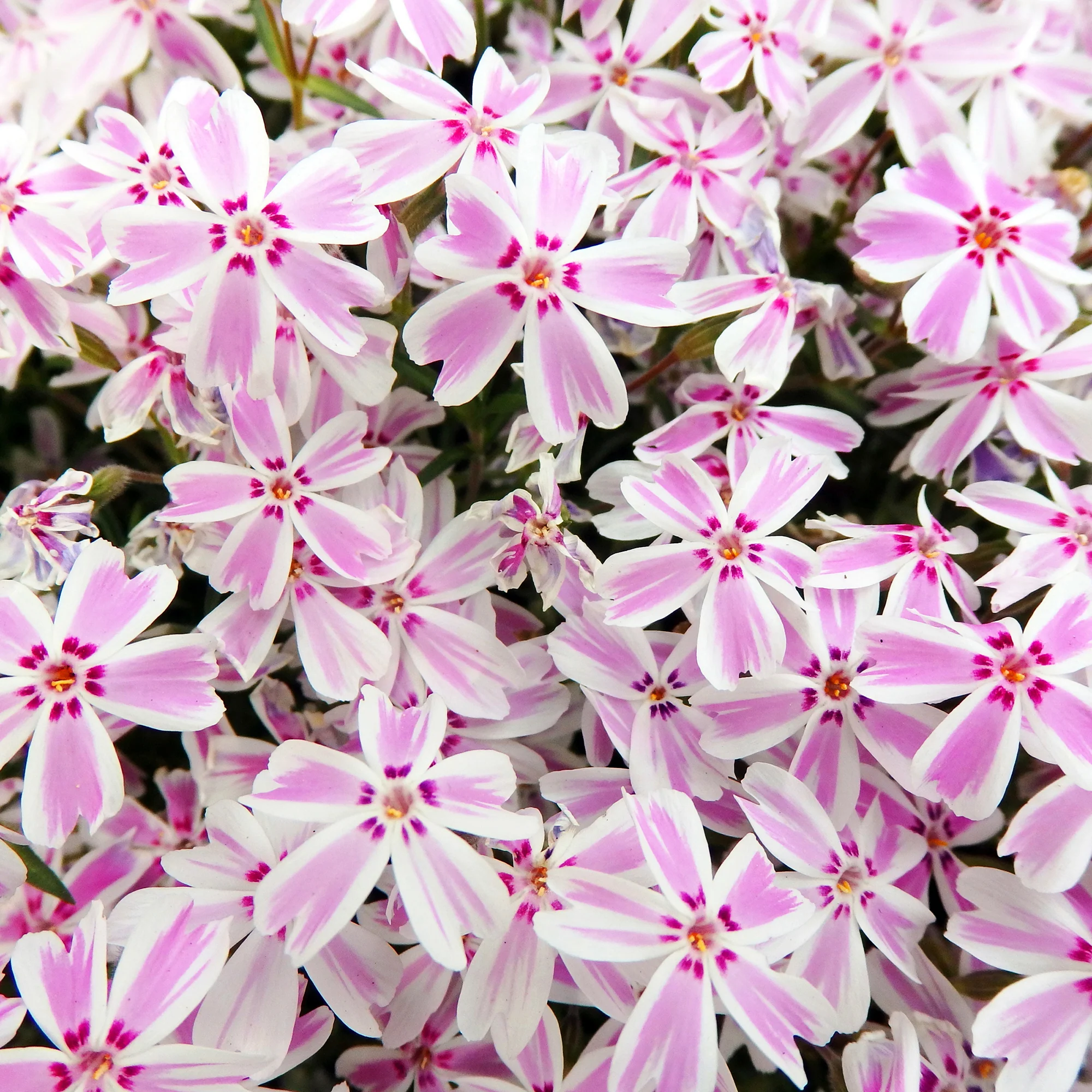 Phlox mousse Candy Stripes - Image 3