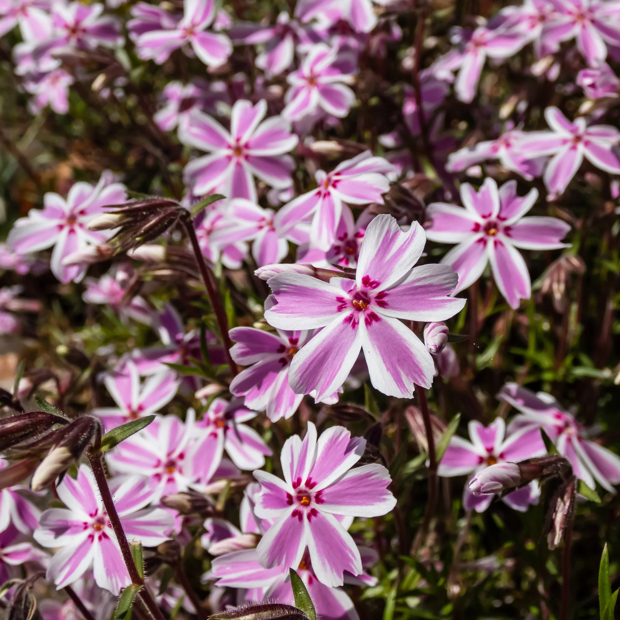 Phlox mousse Candy Stripes - Image 4