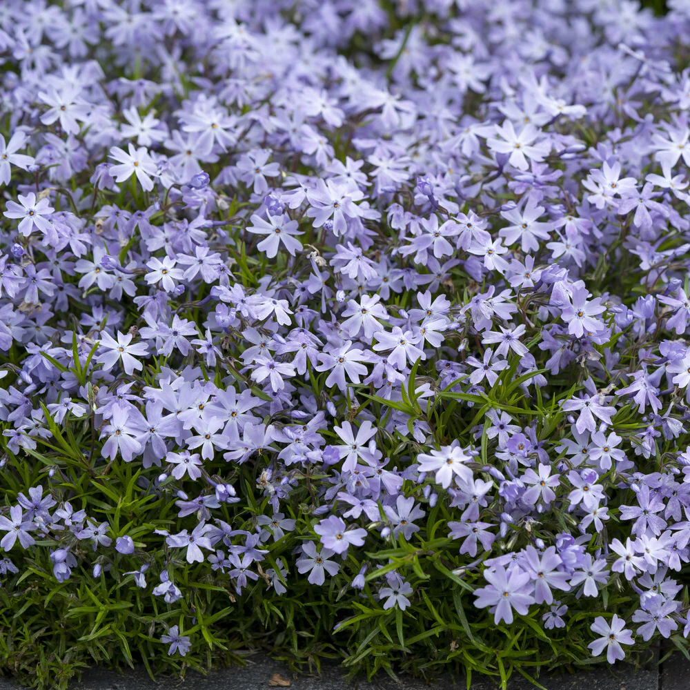 Phlox mousse Emerald Cushion Blue