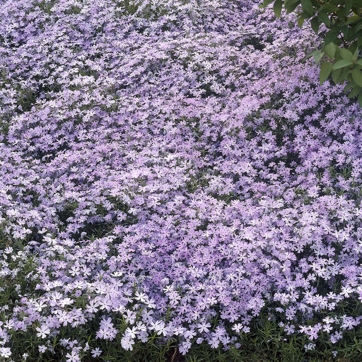 Phlox mousse Emerald Cushion Blue - Image 2