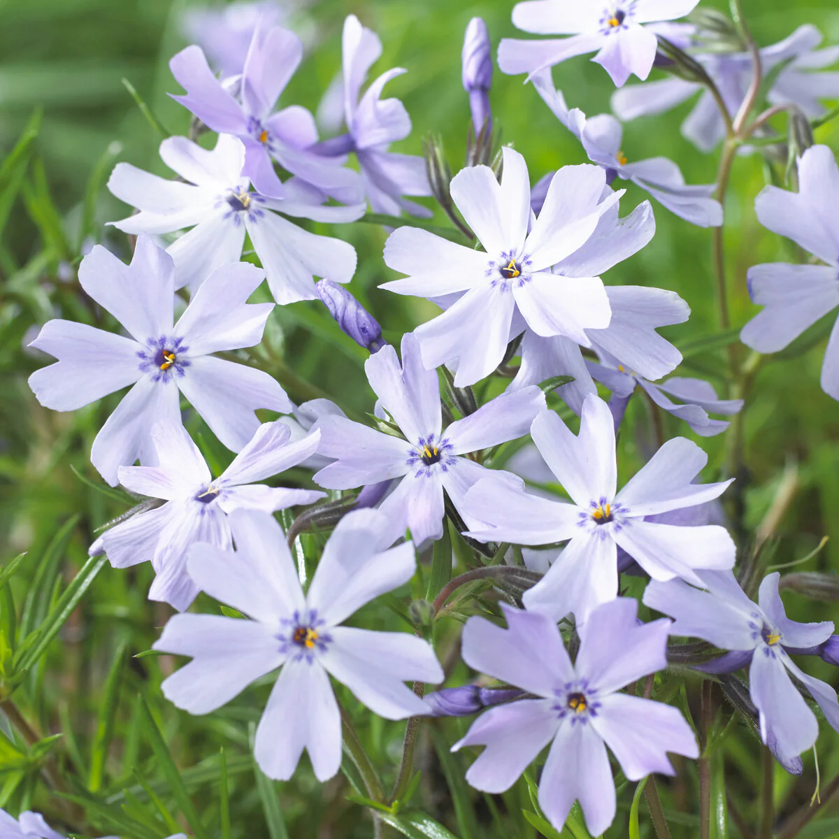 Phlox mousse Emerald Cushion Blue - Image 3