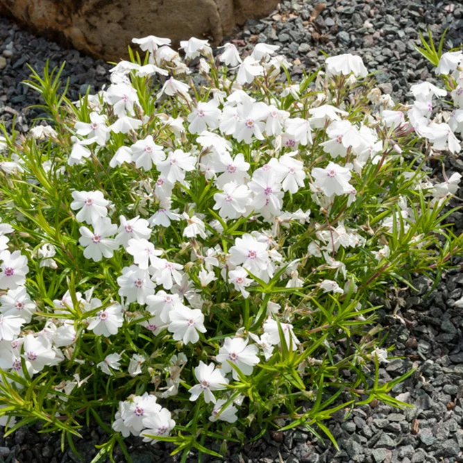3 Phlox mousse Maischnee