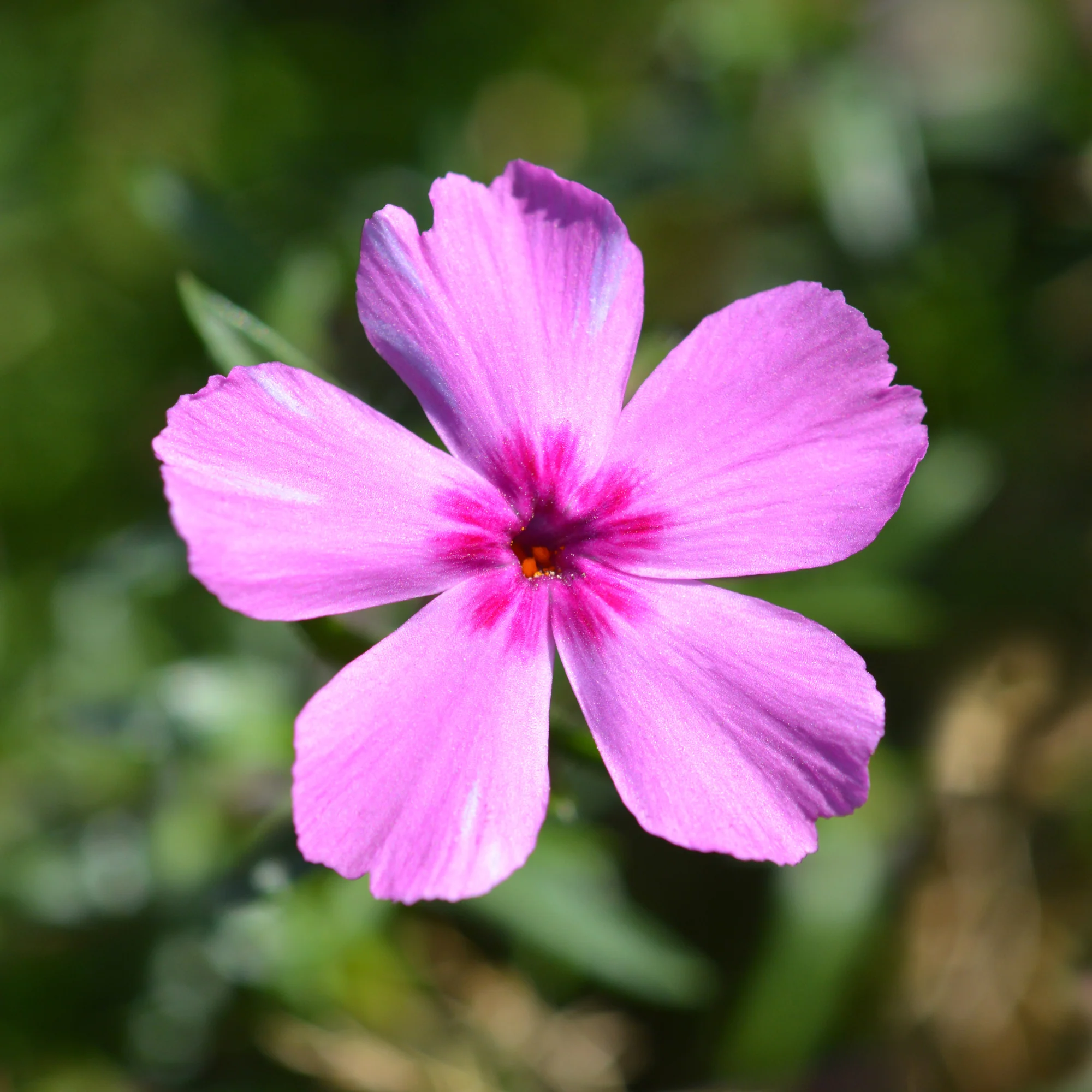 Phlox mousse McDaniel's Cushion