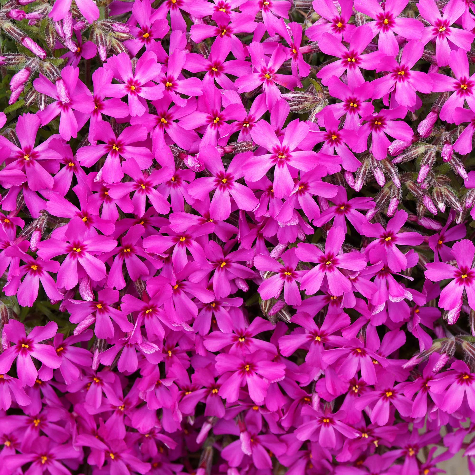 Phlox mousse Scarlet Flame
