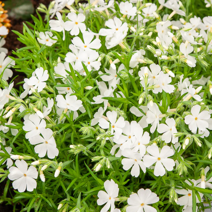 Phlox mousse White Delight