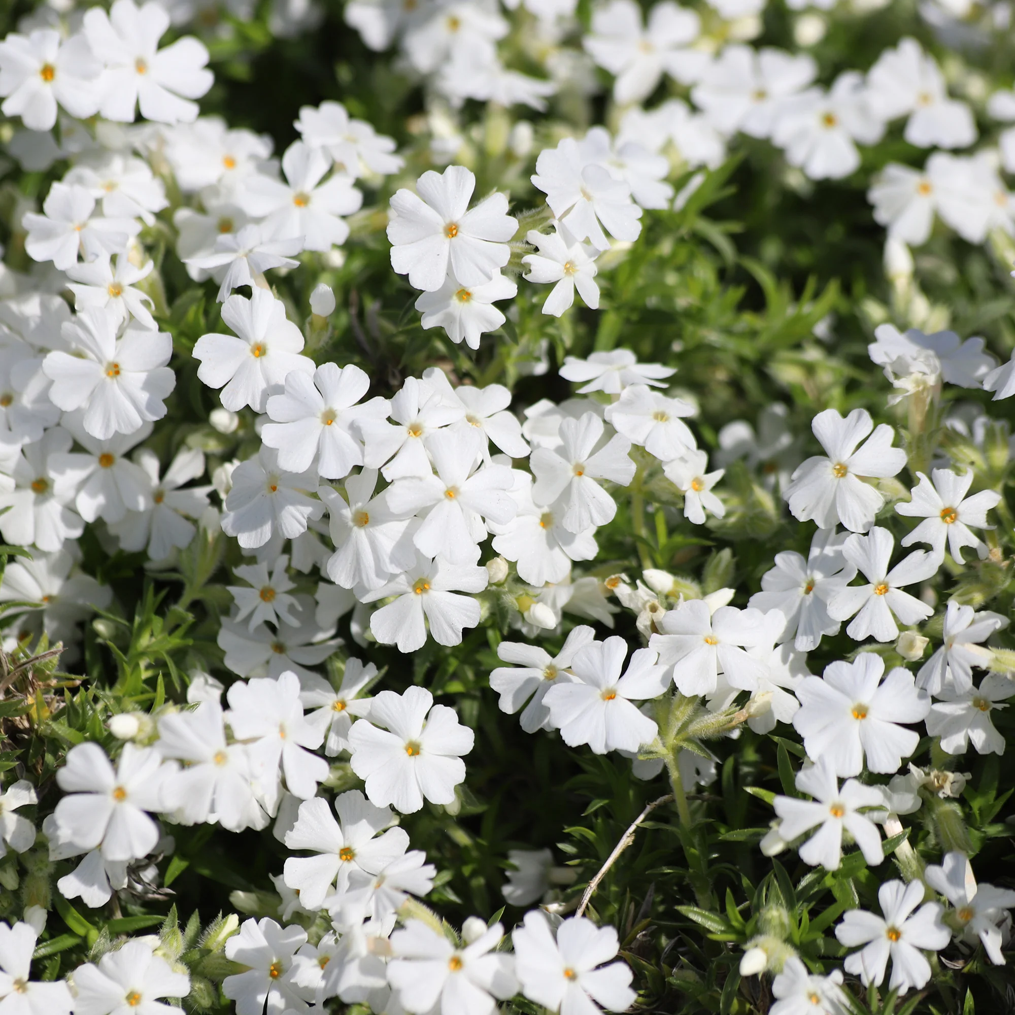Phlox mousse White Delight - Image 3