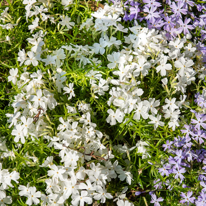 Phlox mousse White Delight - Image 4