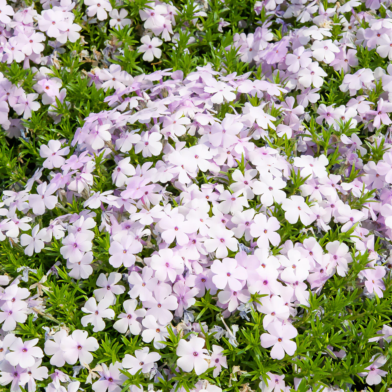 Phlox nain Lilac Cloud