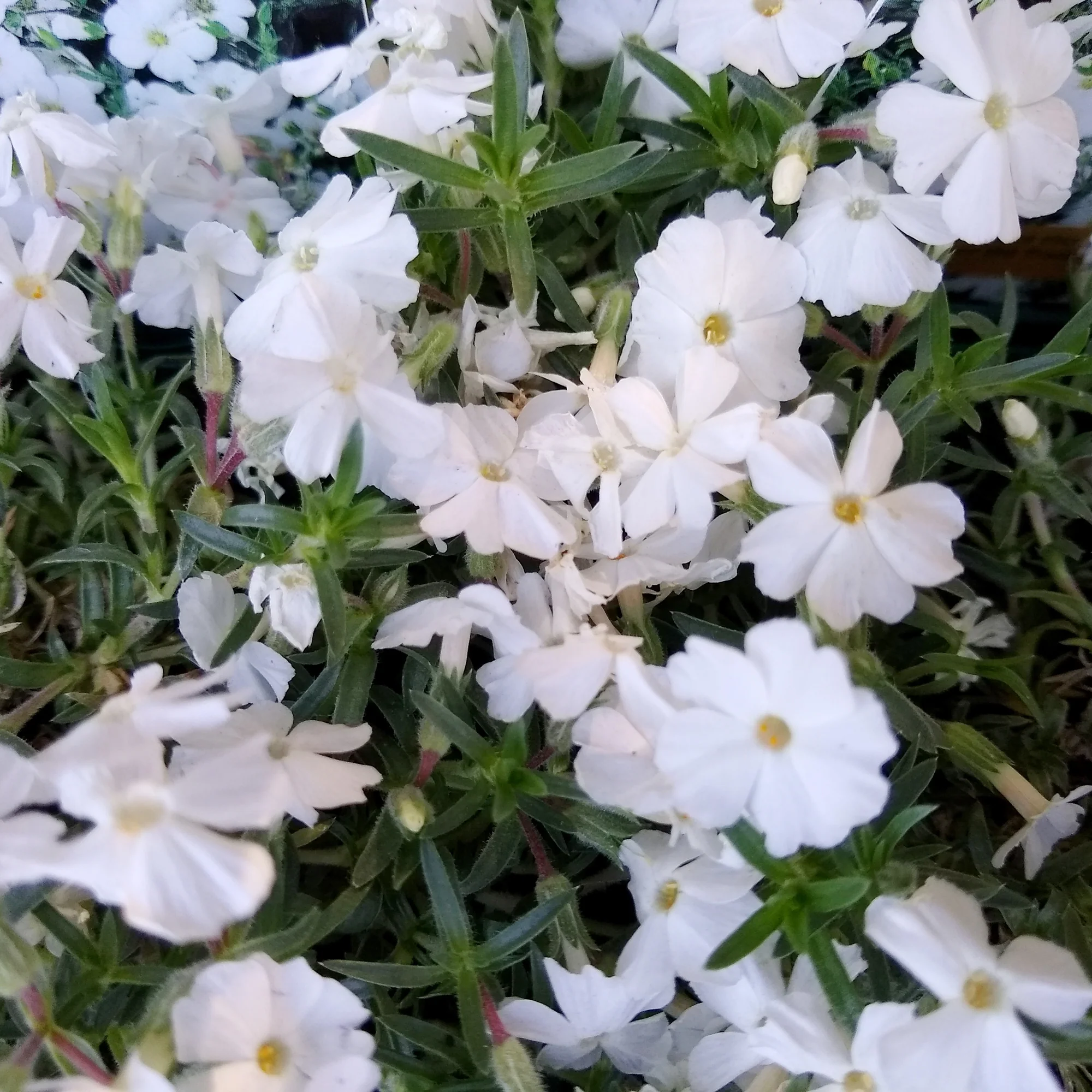Phlox nain White Admiral