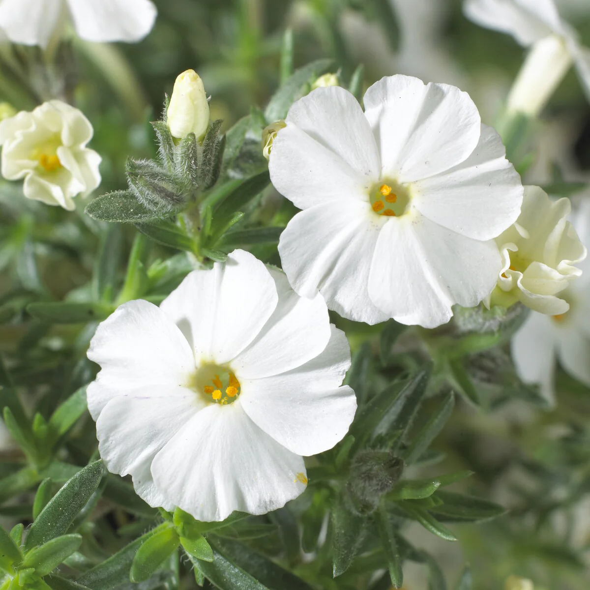 Phlox nain White Admiral - Image 2