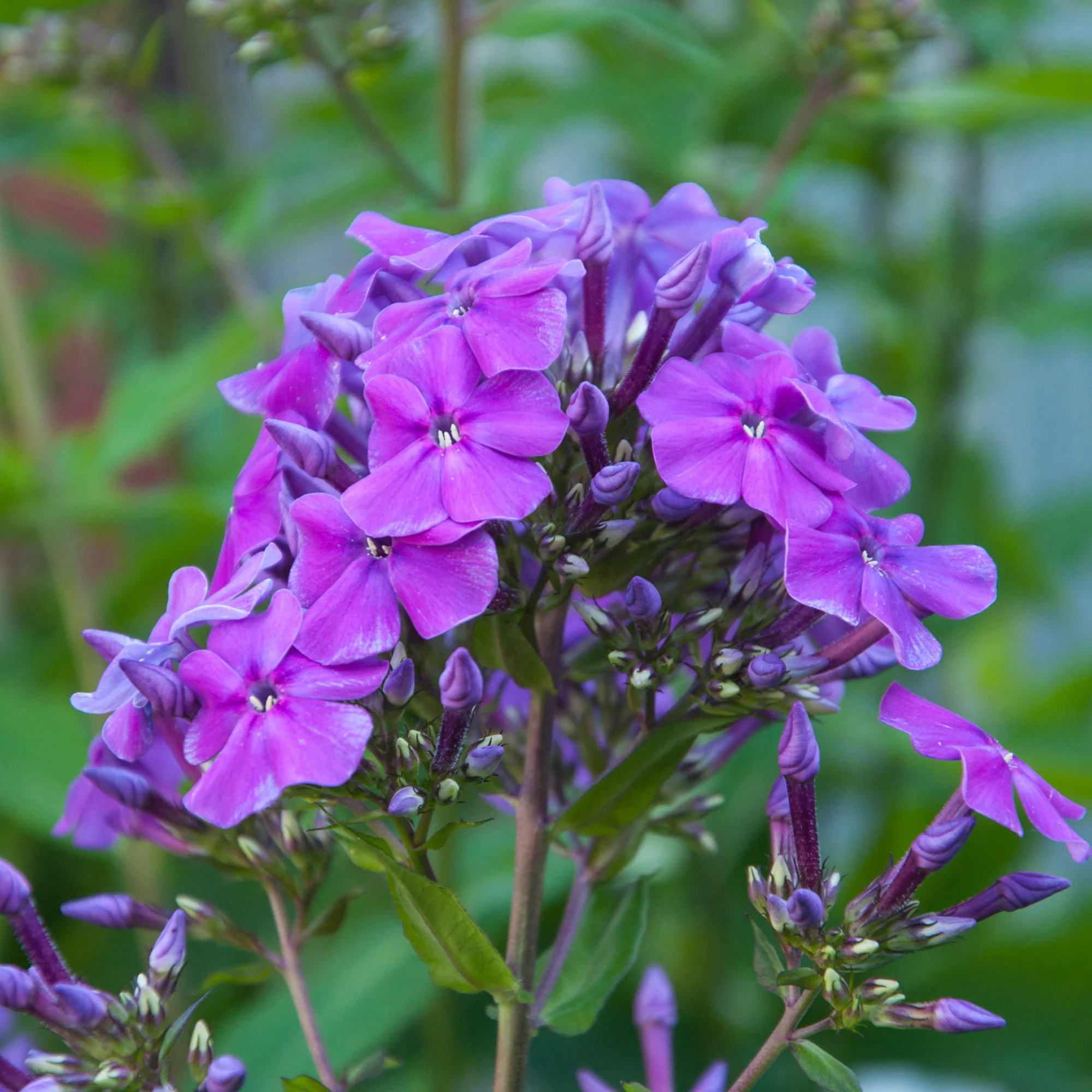 Phlox paniculé Amethyst