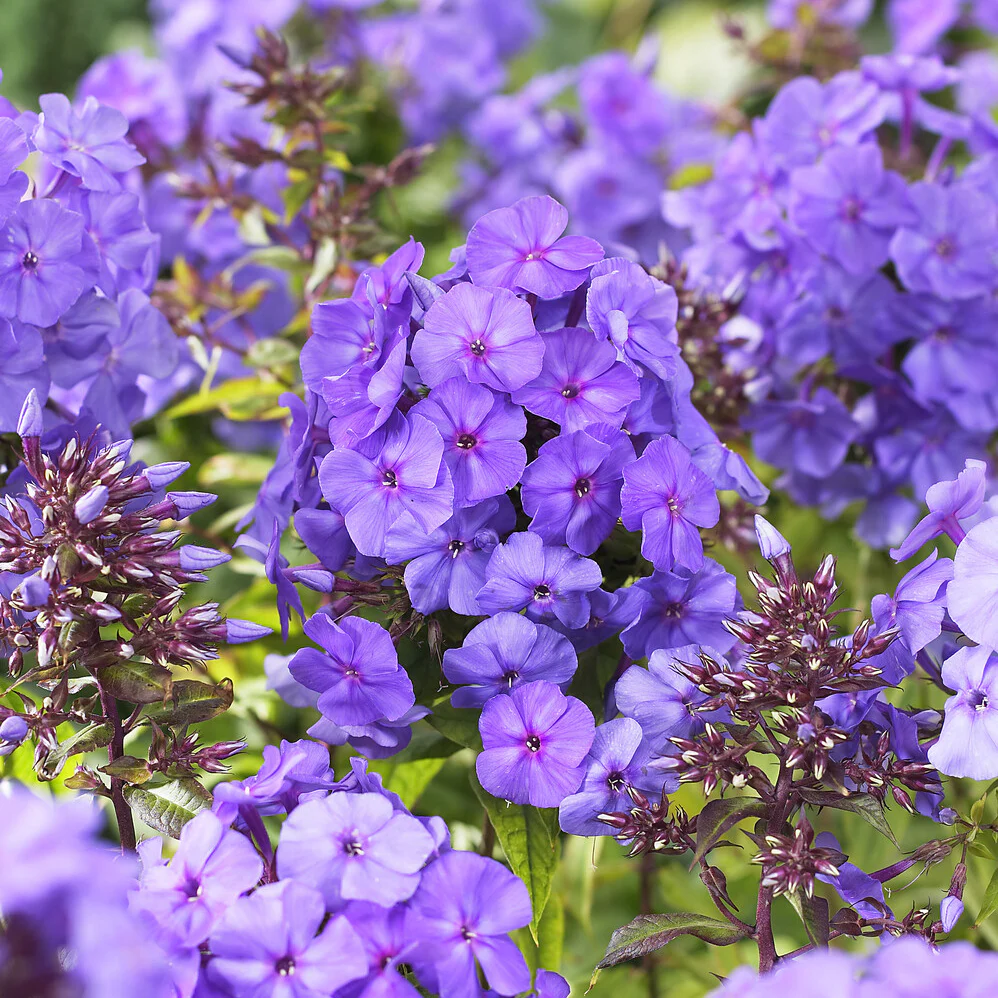 Phlox paniculé Amethyst - Image 3