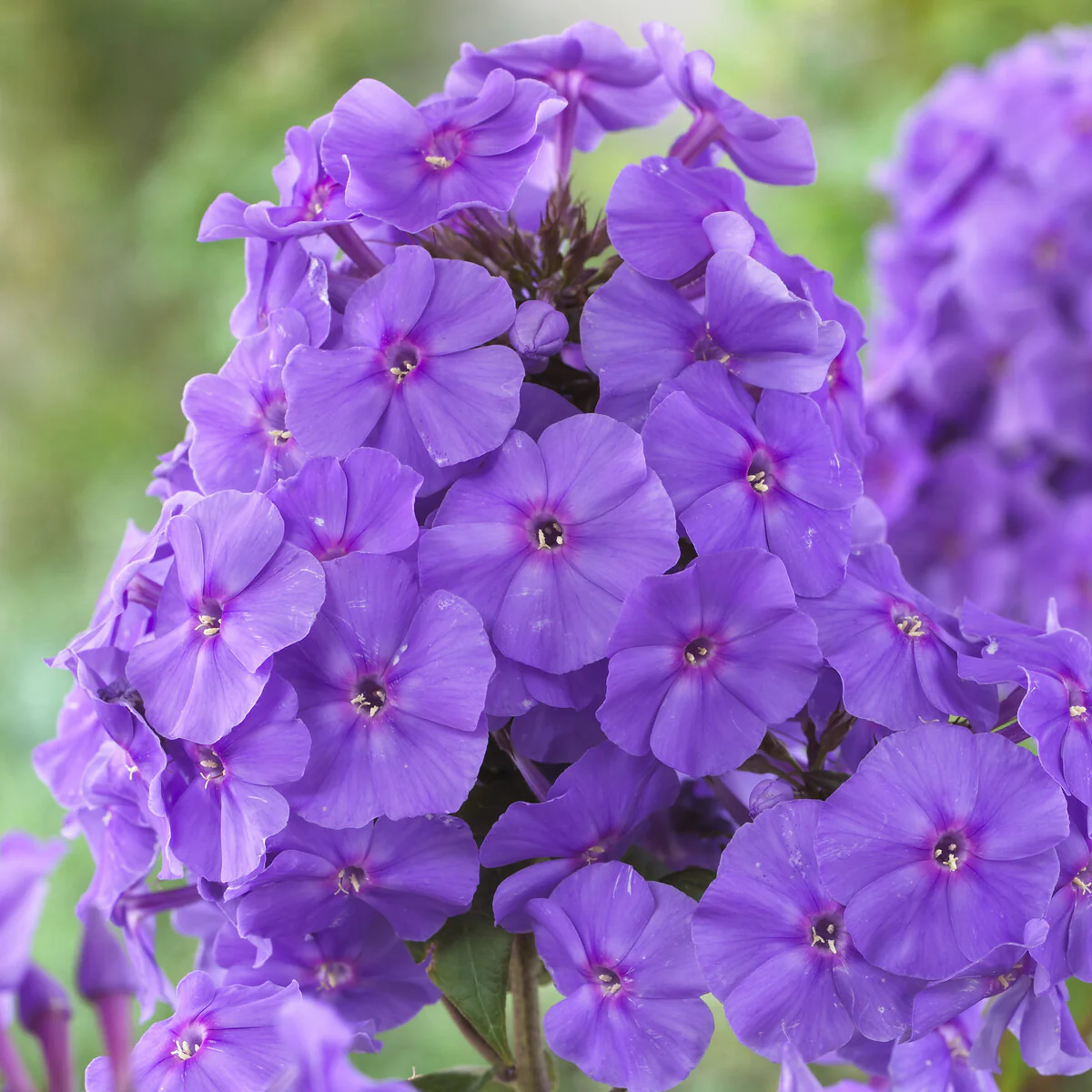 Phlox paniculé Amethyst - Image 4