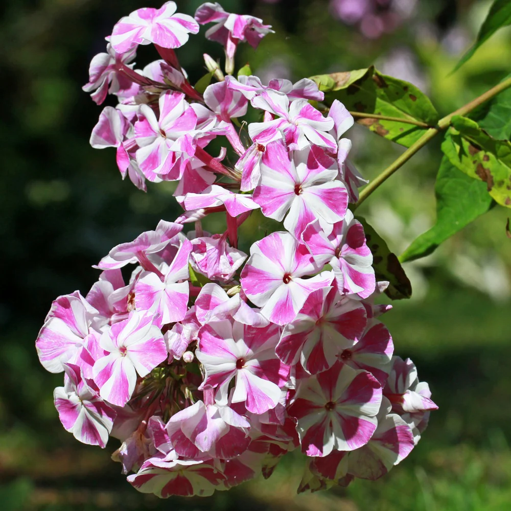 Phlox paniculata Bambini Candy Crush