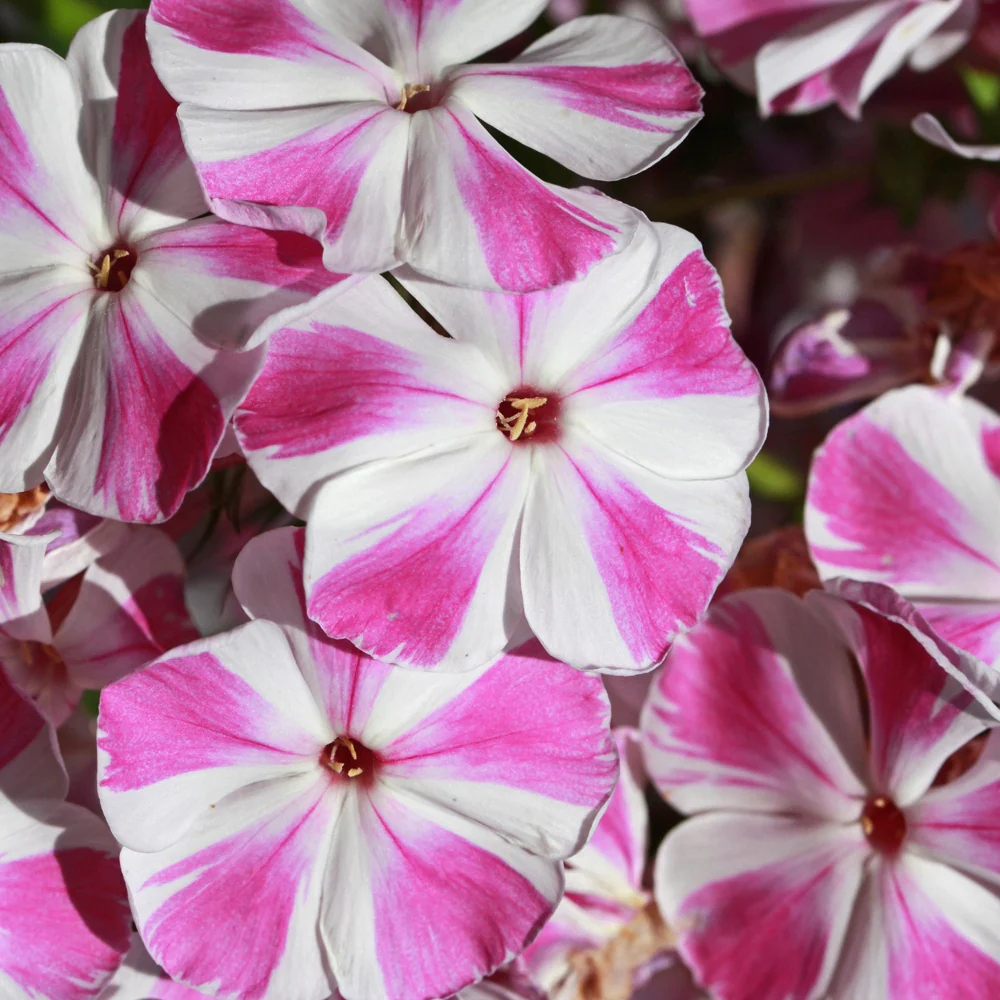 Phlox paniculata Bambini Candy Crush - Image 2