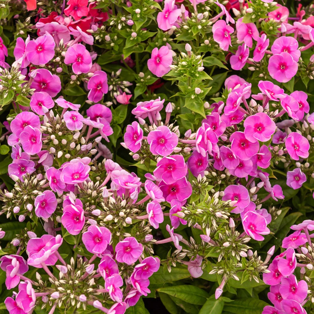 Phlox paniculata Bambini Desire