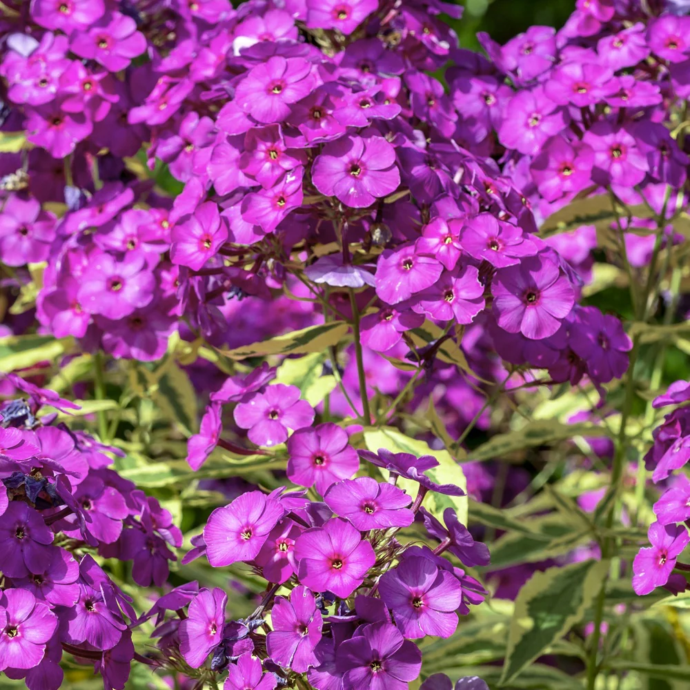 Phlox paniculata Bambini Primadonna