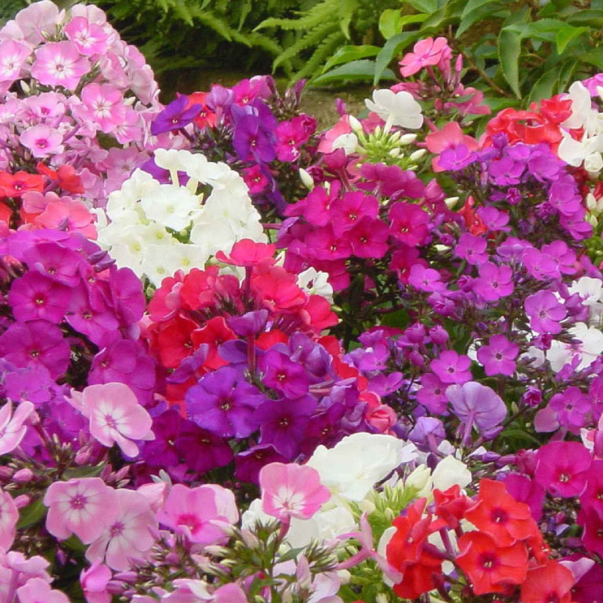 5 Phlox paniculata en mélange - Image 3