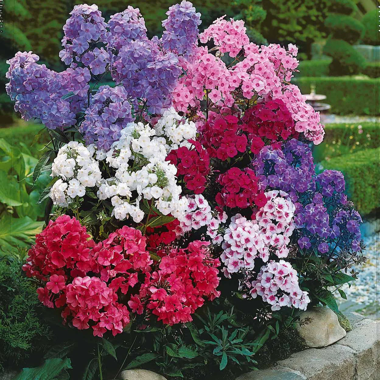 5 Phlox paniculata en mélange - Image 4