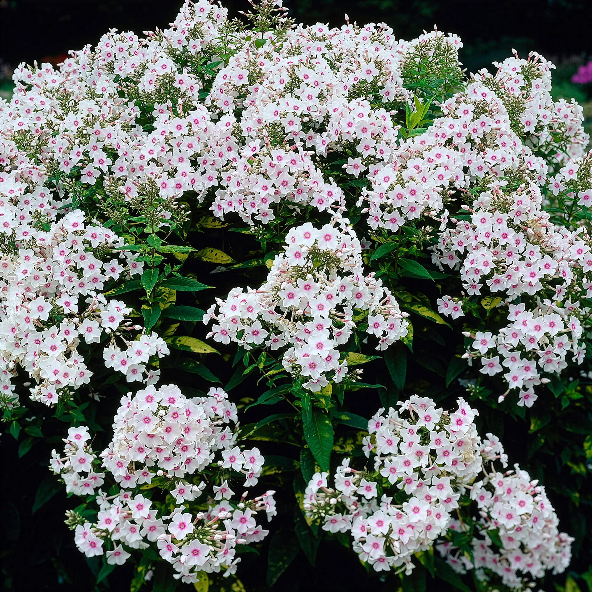 Phlox paniculata Miss Holland