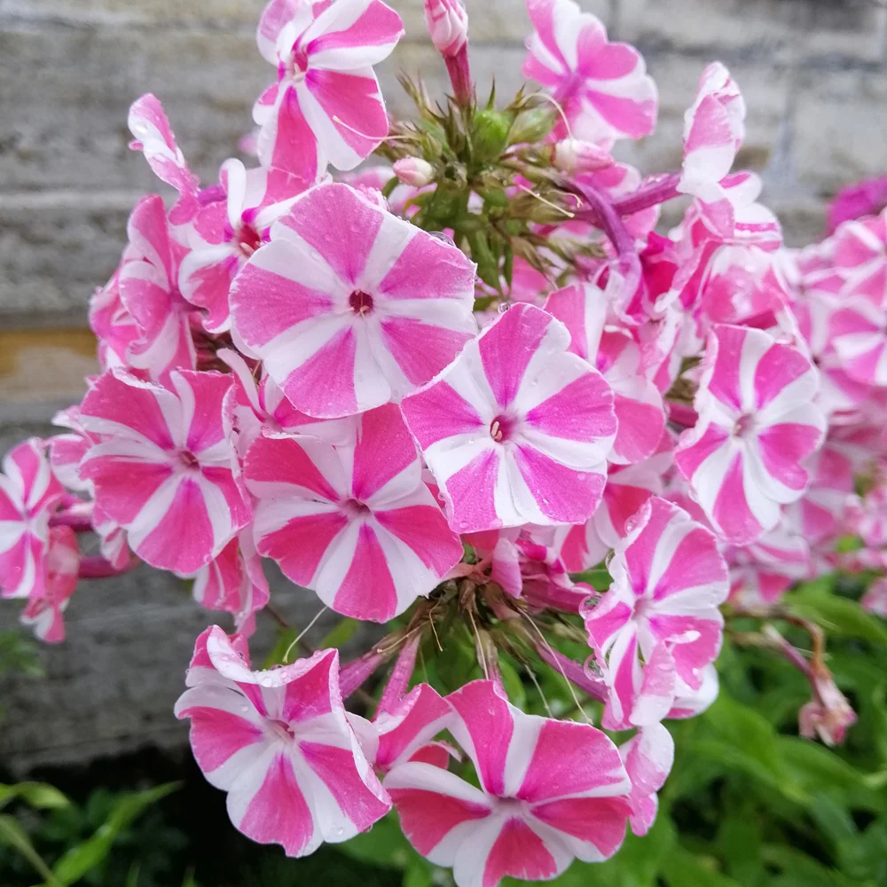 Phlox paniculata Peppermint Twist