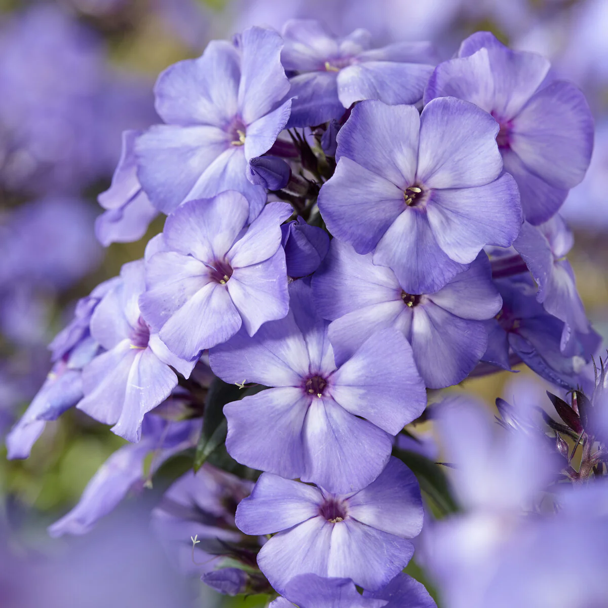Phlox paniculé Blue Paradise - Image 4