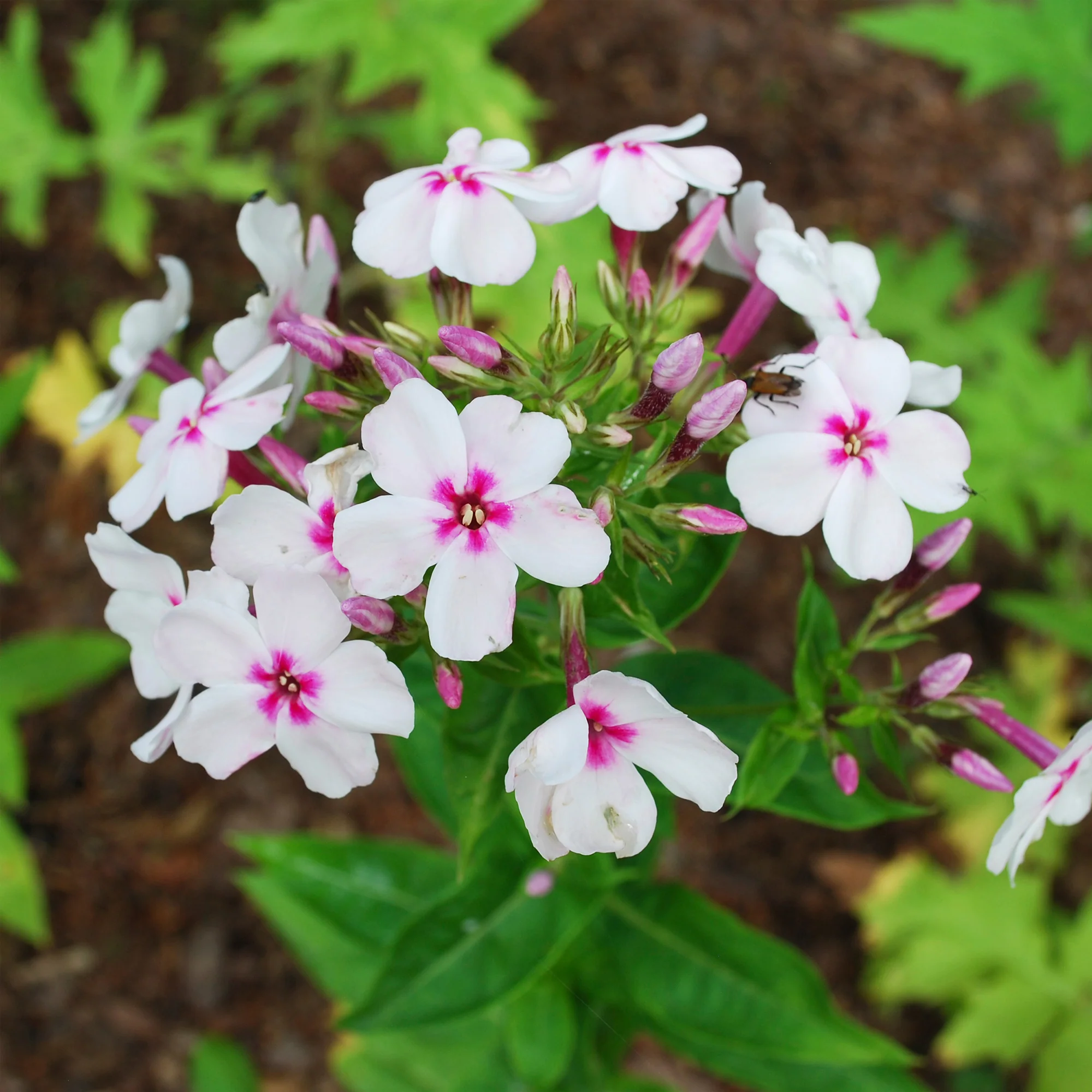 Phlox paniculé Europa - Image 3