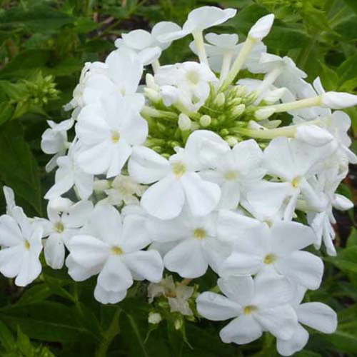 Phlox paniculé Fujiyama