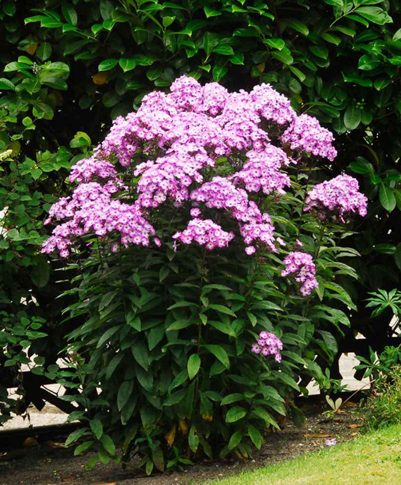3 Phlox paniculé Laura