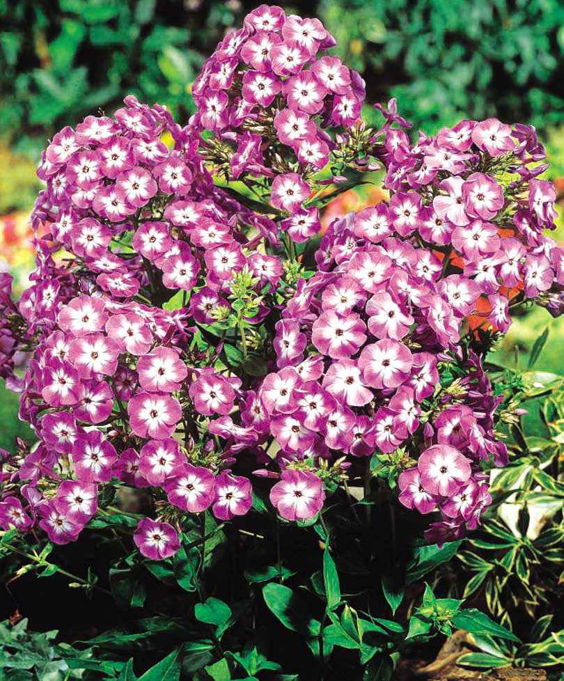 3 Phlox paniculé Laura - Image 2