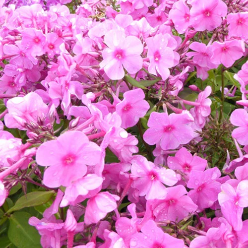 Phlox paniculé Pink Eye Flame