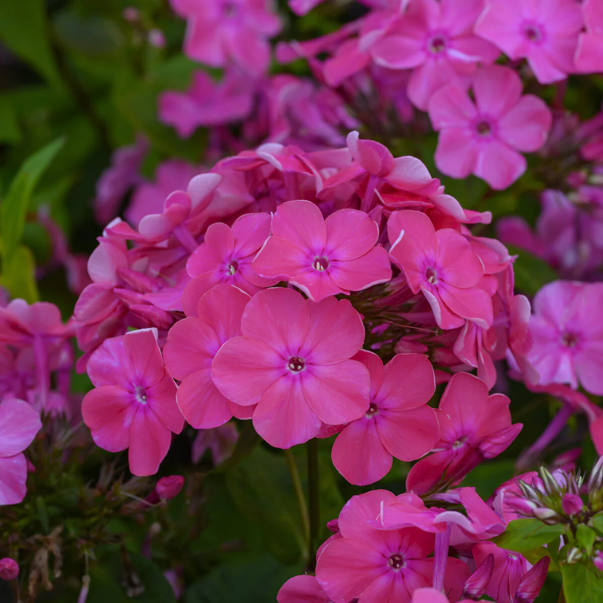 Phlox paniculé Rijnstroom