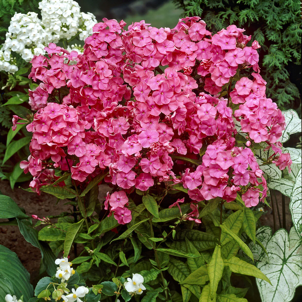 Phlox paniculé Rijnstroom - Image 2
