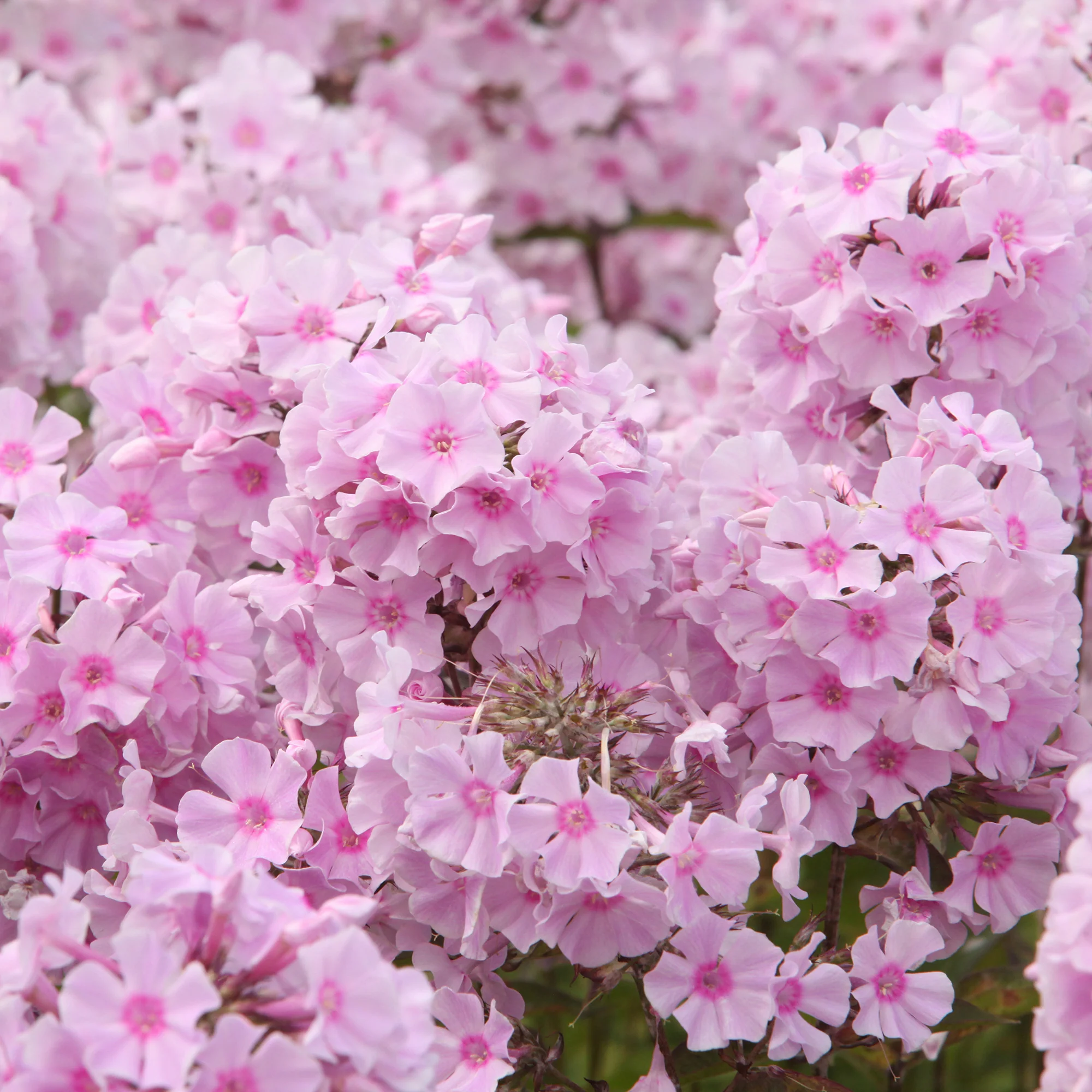 Phlox paniculé Rosa Pastel - Image 2