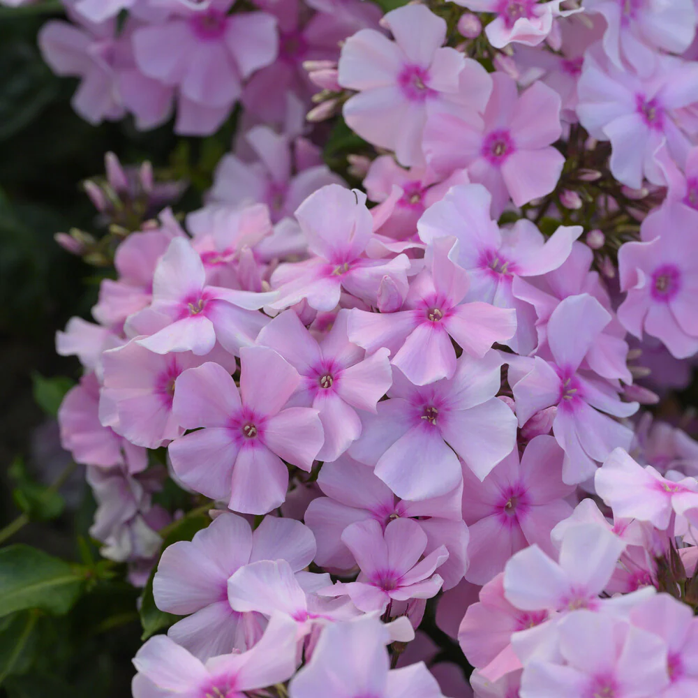 Phlox paniculé Rosa Pastel - Image 3