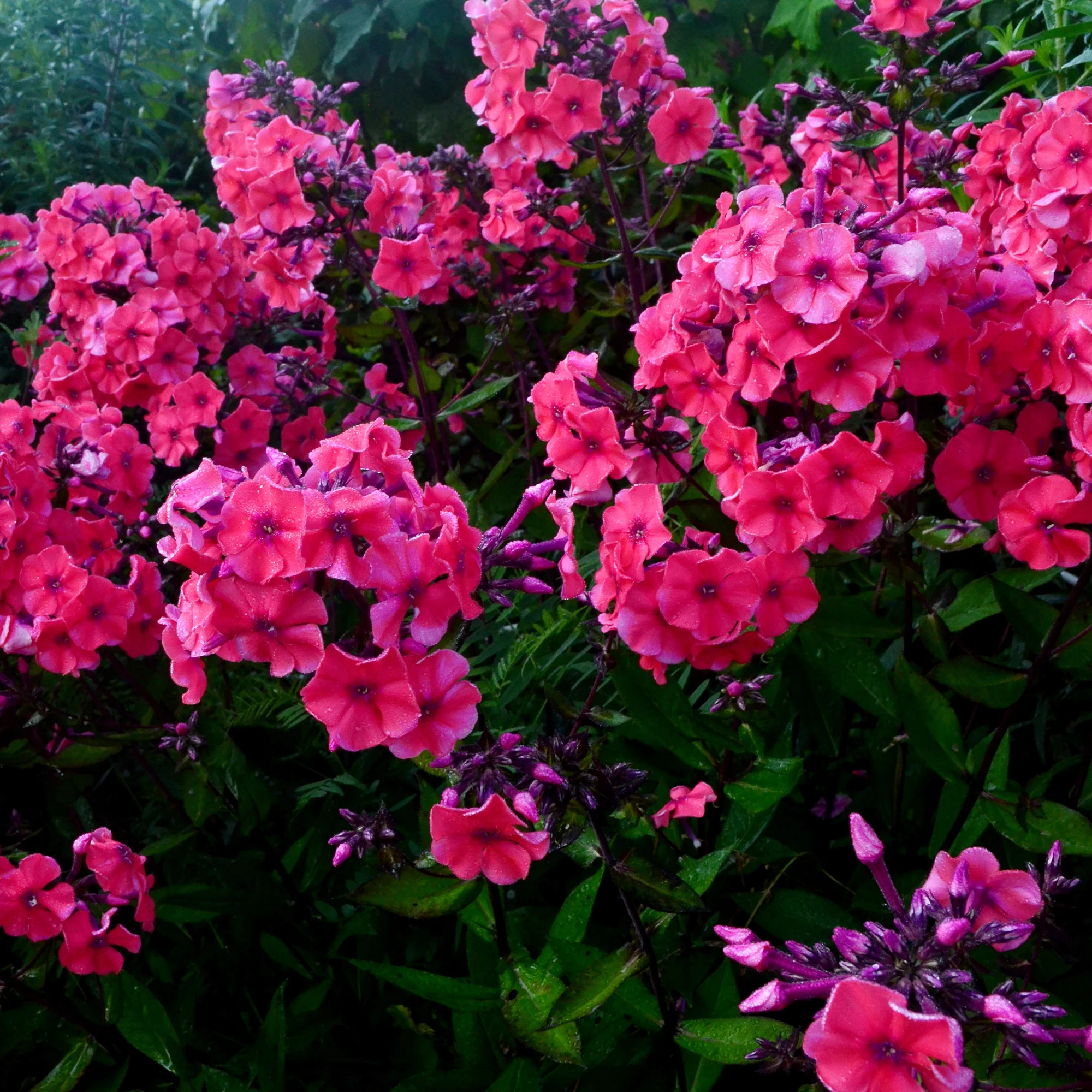 Phlox paniculé Starfire