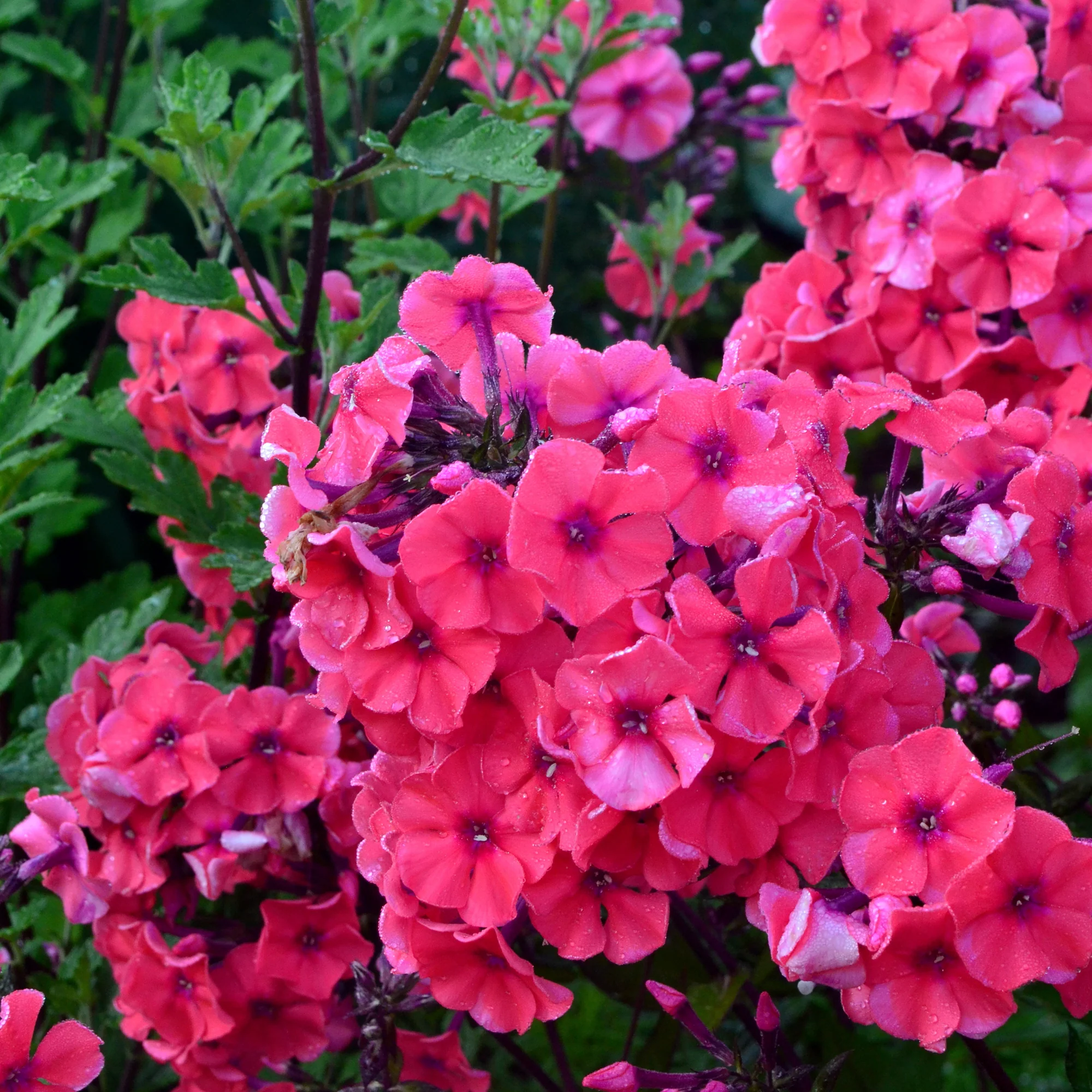 Phlox paniculé Starfire - Image 2