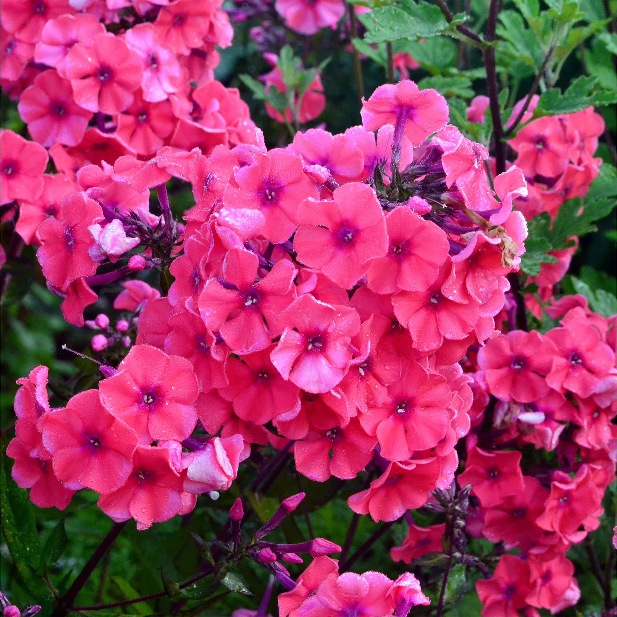 Phlox paniculé Starfire - Image 3