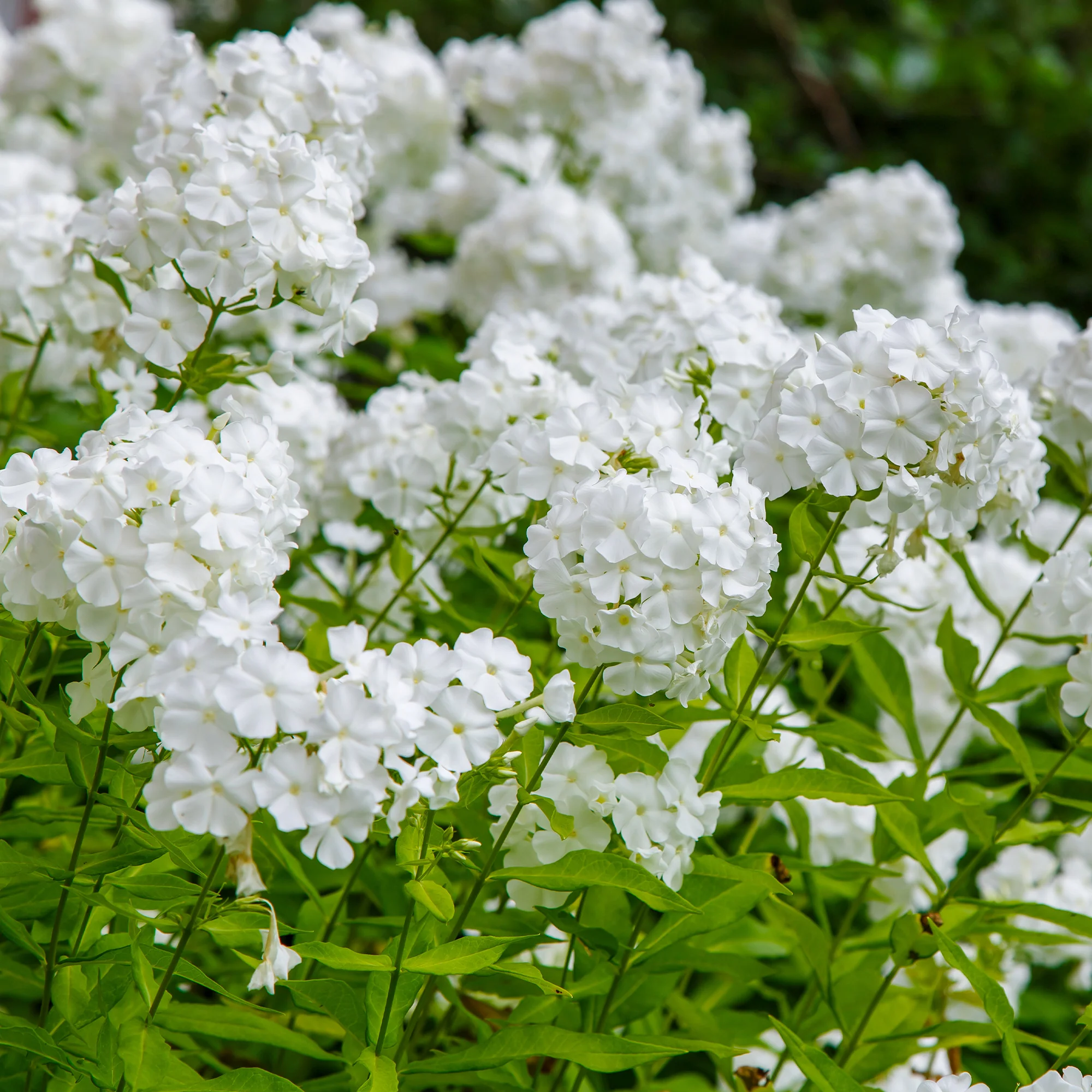Phlox paniculé White Admiral