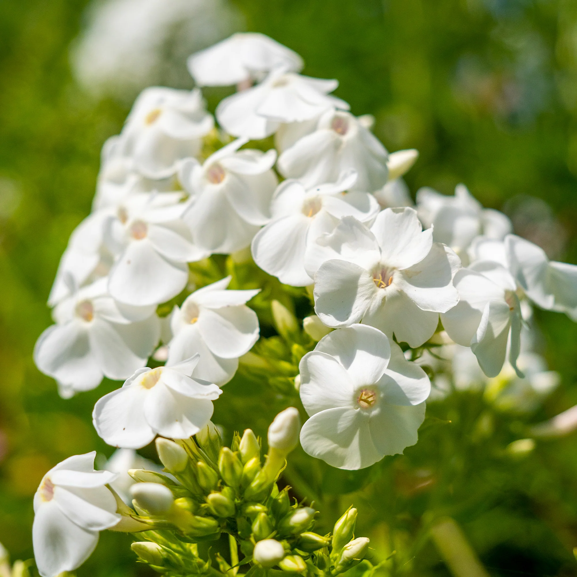 Phlox paniculé White Admiral - Image 2