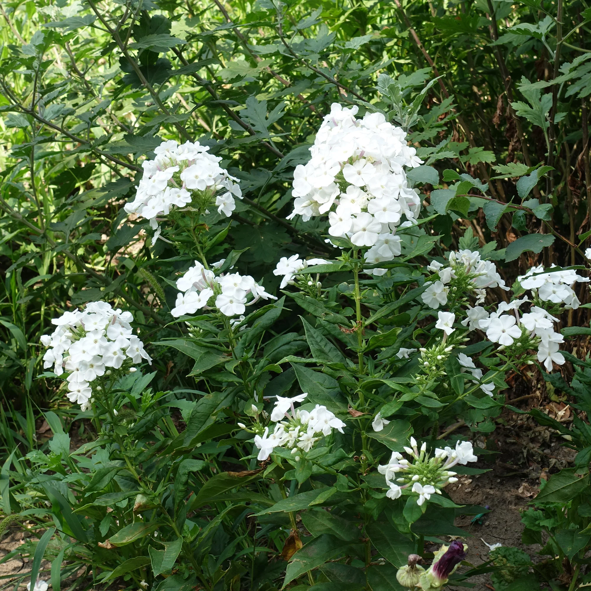 Phlox paniculé White Admiral - Image 4