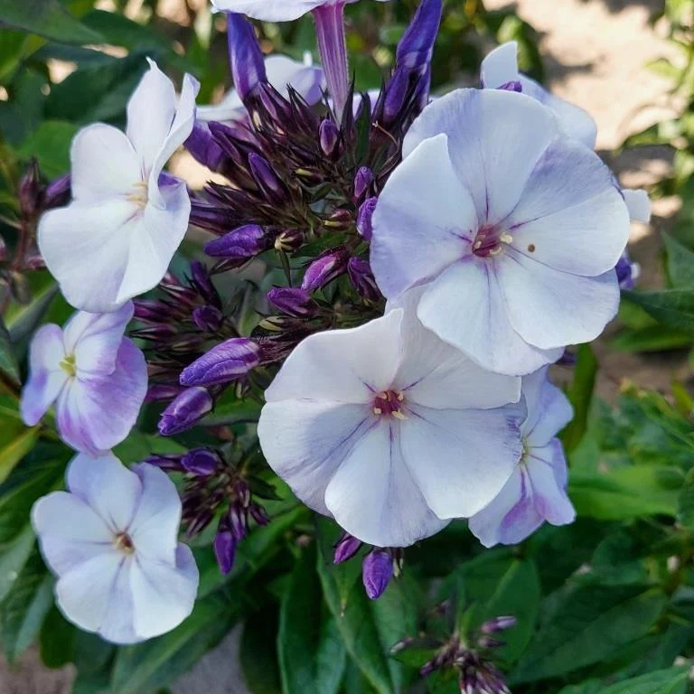 3 Phlox paniculé Younique Old Blue