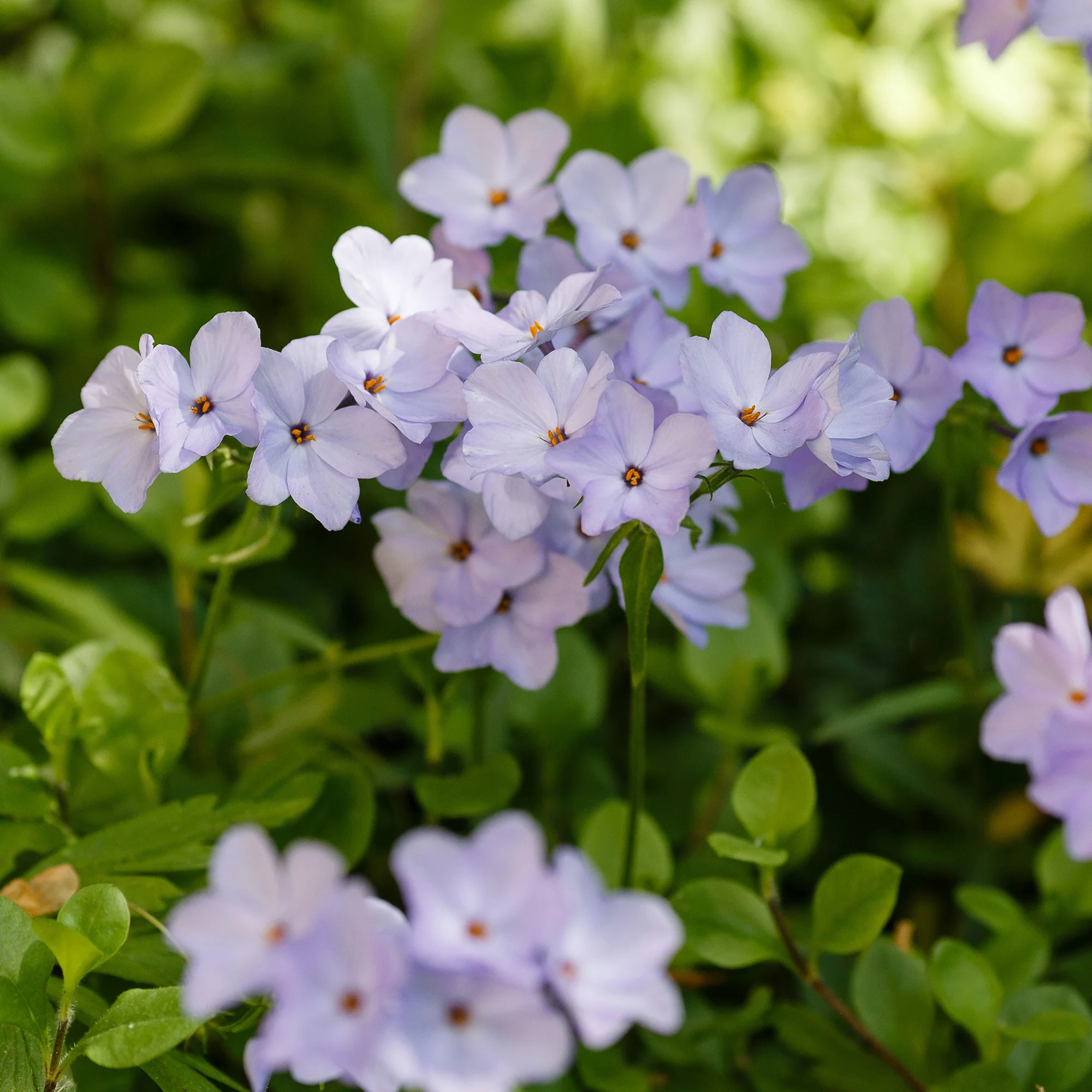 Phlox rampant Blue Ridge