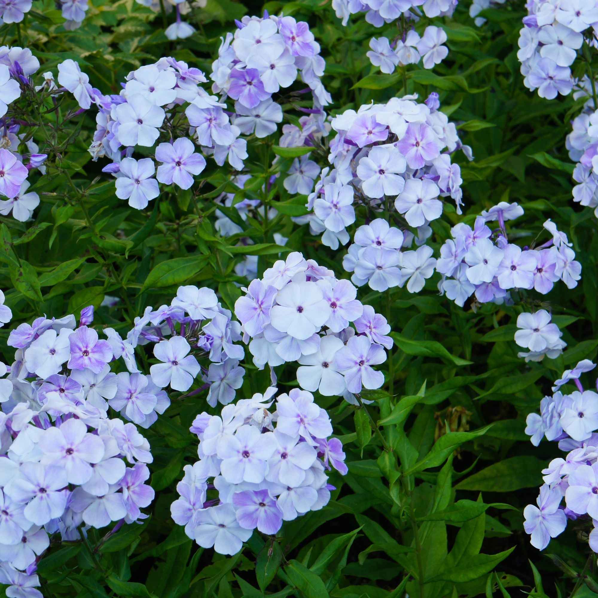 3 Phlox rouge, bleu, blanc en mélange - Image 2