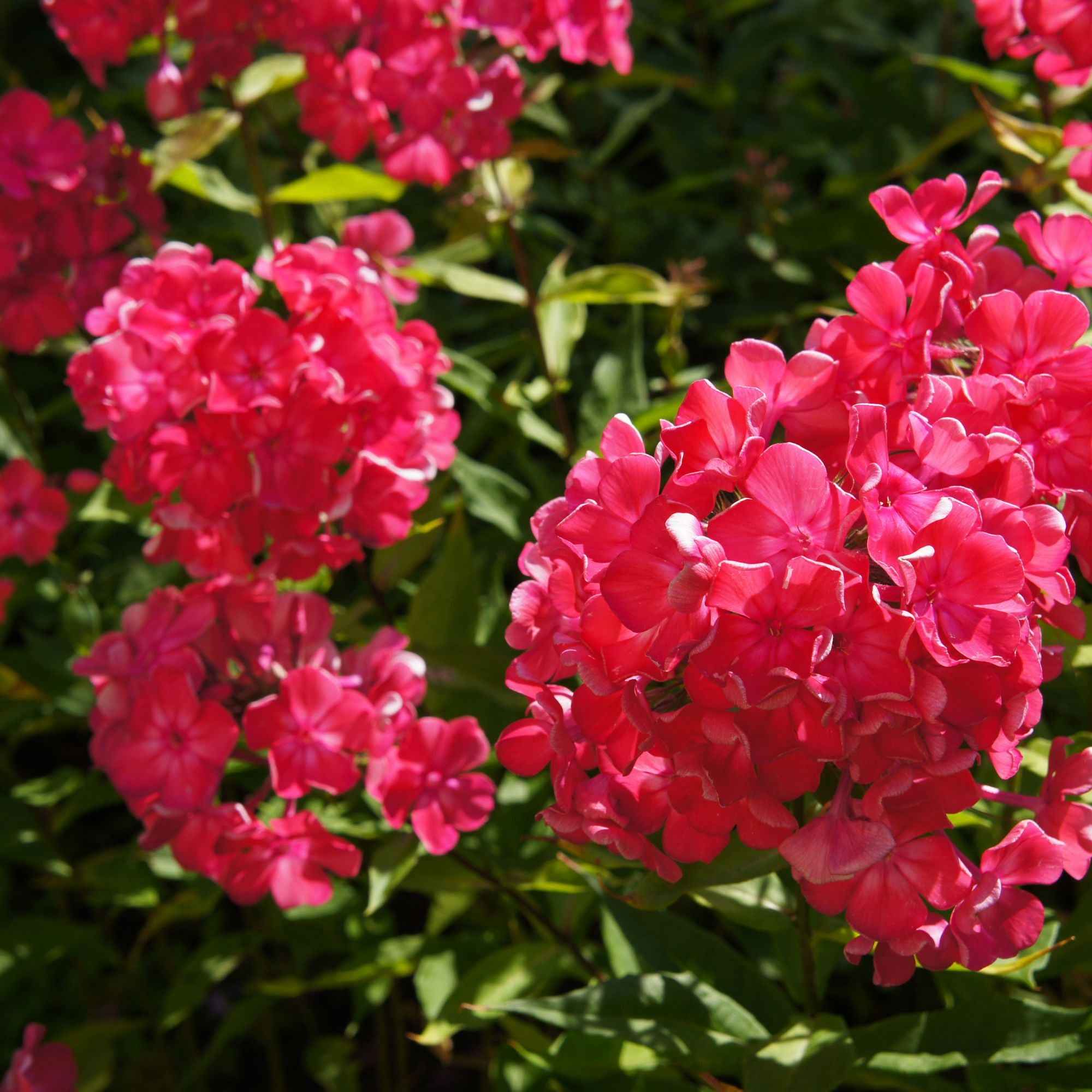 3 Phlox rouge, bleu, blanc en mélange - Image 3