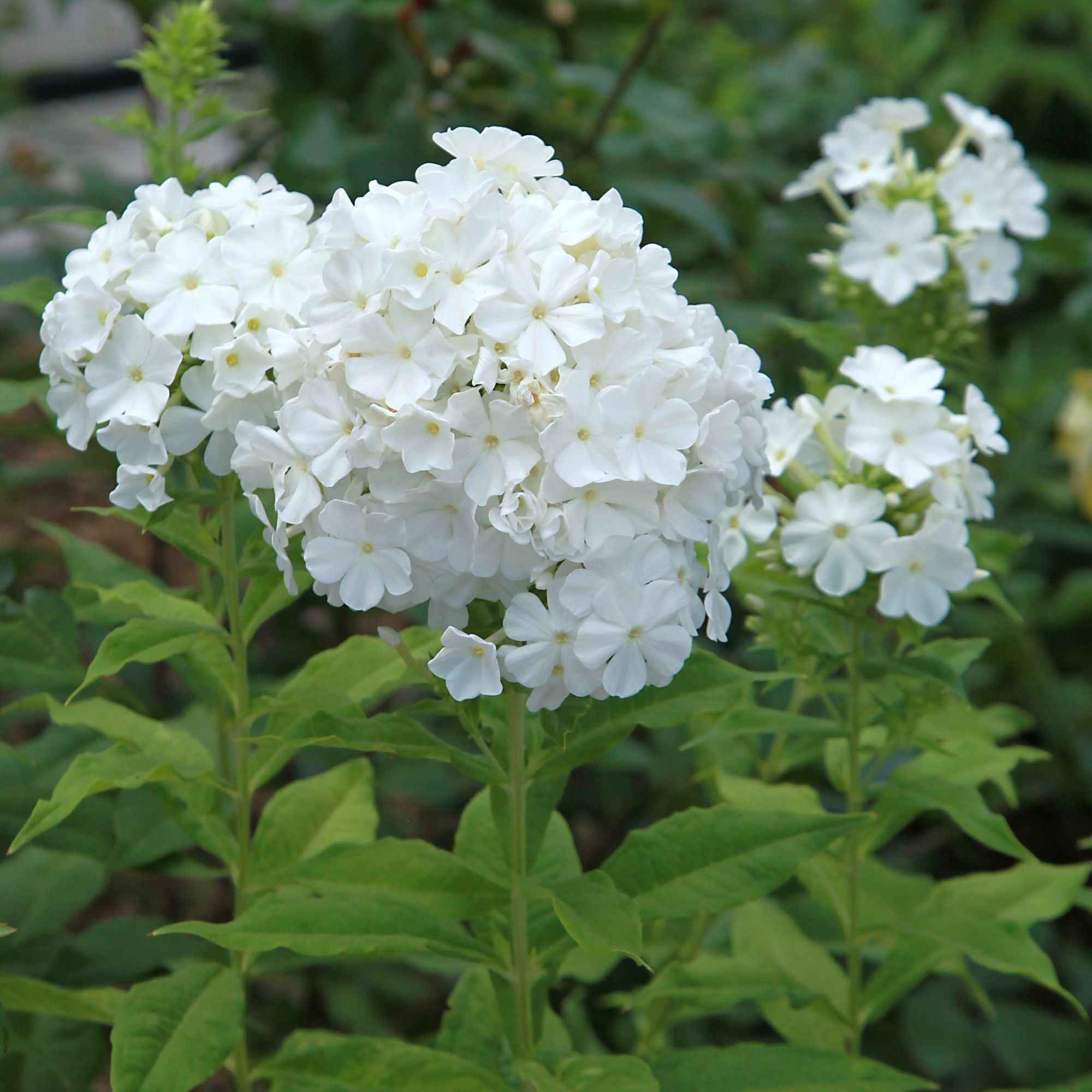 3 Phlox rouge, bleu, blanc en mélange - Image 4
