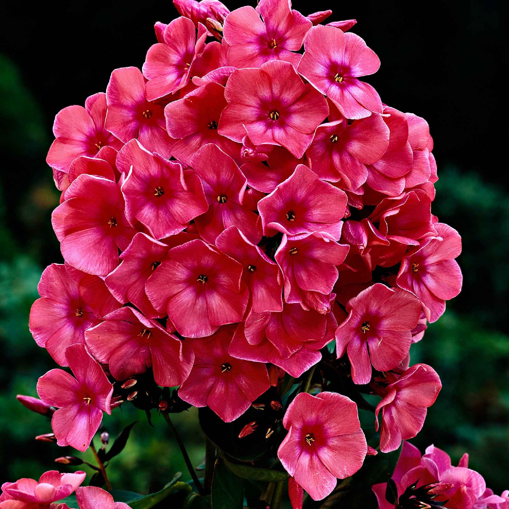3 Phlox paniculés Windsor