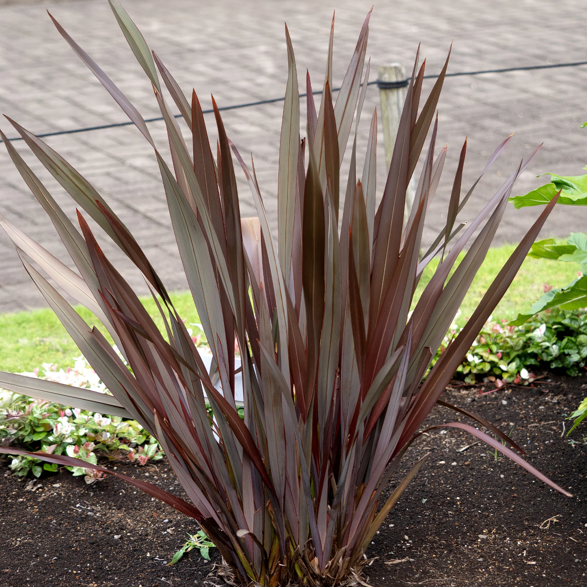 Phormium Black Adder ® - Lin de Nouvelle-Zélande